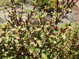 Image result for Myrothamnus flabellifolius