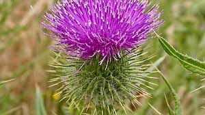 Maybe you would like to learn more about one of these? Roger Mercer Prickly Plant Identification And Kale Timing