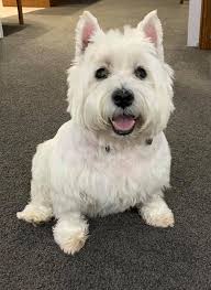 Hi all! I just wanted to introduce myself and share a photo that I took  This is Millie George is the Westie