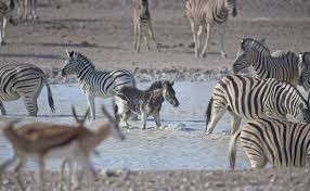 Изучайте релизы the black zebra на discogs. Pictures Rare Black Zebra With No Stripes Caught On Camera Nature News Express Co Uk