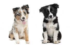 All About The Border Collie Australian Shepherd Mix Border Aussie