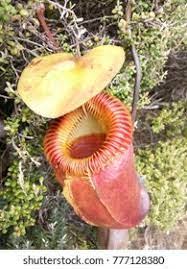 Nepenthes is known as the monkey cups by the locals. Periuk Kera Mount Kinabalu Stock Photo Edit Now 777128380