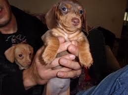Their coat is longer in the lower part of the body (belly, legs, and tail), chest, and ears. Mini Dachshund Chocolate Cream Red Dapple For Sale In Crescent City California Classified Americanlisted Com