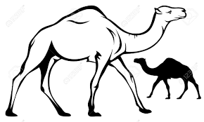 Are you searching for black camel png images or vector? Walking Single Humped Camel Black And White Outline Royalty Free Cliparts Vectors And Stock Illustration Image 13104308