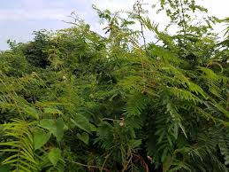 Image result for Mimosa mossambicensis
