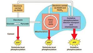 Ap Bio Chapter 8 Cellular Respiration Diagram Quizlet