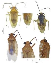 Check spelling or type a new query. Habitus Of Dioclerus Spp A B Dioclerus Bengalicus Stonedahl 1988 Download Scientific Diagram