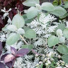 Image result for Plectranthus alboviolaceus