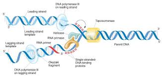 Dna double helix worksheet answers from dna structure and replication worksheet answers key , source:topsimages.com. Topic 2 7 Dna Replication Transcription And Translation Amazing World Of Science With Mr Green