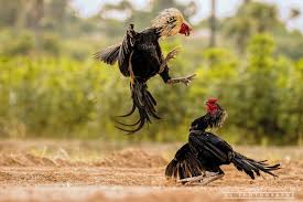 Birds Of A Feather Flock Together Meaning In Tamil Pin On Birds Why Not