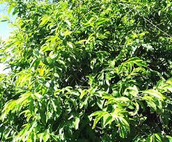 Image result for Artabotrys