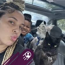 Finding a rescue Maine Coon cat