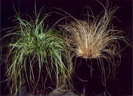 Image result for Sporobolus stapfianus