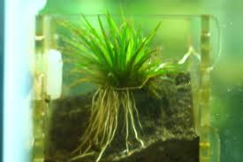 Image result for Eriocaulon buchananii