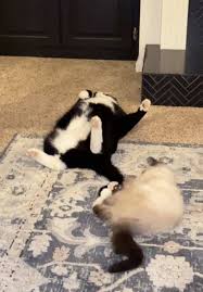 Poor Fat Louie just wants to relax 😂 #catsoftiktok #trending #ragdoll  #kitten #kittensoftiktok #fyp #foryoupage