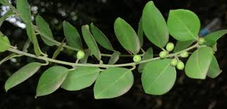 Image result for Scutia myrtina