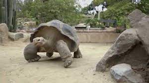 100 Year Old Galapagos Tortoise Gets New Gig At Toledo Zoo Youtube