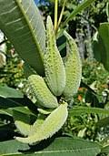 Image result for Asclepias buchwaldii