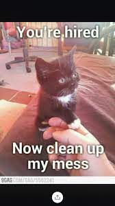 Funny cat memes for kids clean. Not Just My Cats But My Kids Too Funny Cat Memes Funny Cat Photos Funny Animal Pictures