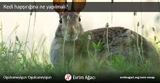 Kedi Hapsirigina Ne Yapilmali Soru Cevap Evrim Agaci