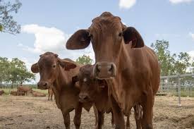 Feeding Seaweed To Cows Csiro Livestock Methane Research Lights Up Beef Central