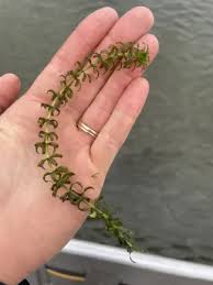 Image result for Hydrilla