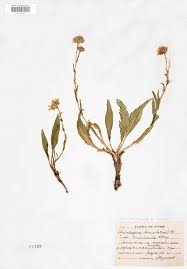 Image result for Lysimachia tenuicaulis