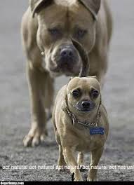 Image result for Natural funny image