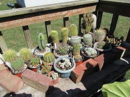 Image result for Cactaceae