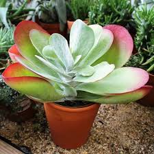 Pin On Cactus Succulent