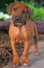 Rhodesian Ridgeback Puppy Rhodesian Ridgeback Puppies Dog Breeds Puppies