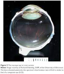 Anatomy & physiology of lens 1. A Medieval Fallacy The Crystalline Lens In The Center Of The Eye Opth