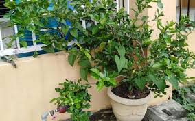 Anyway, sebab kami buat satu majlis, jadi harga kesemua doorgift ini dibahagi dua. Nak Jadikan Roti Sebagai Goodies Begini Wanita Ni Kongsikan Langkah Langkahya Mudah Jimat Keluarga