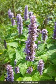 Image result for Aeollanthus neglectus