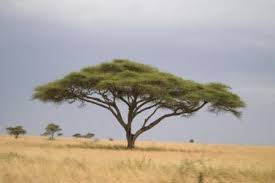 Posts About Dark Night On Photographs And Images Acacia Tree Unique Trees Acacia
