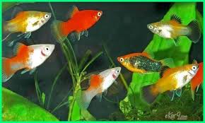 Apa saja ikan kecil yang bagus? 10 Ikan Hias Paling Mudah Dan Cepat Berkembang Biak Dunia Fauna Hewan Binatang Tumbuhan Dunia Fauna Hewan Binatang Tumbuhan