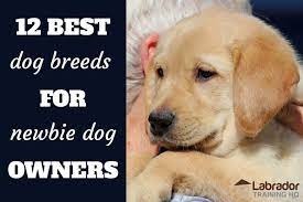 12 Best Dog Breeds For Newbie Dog Owners