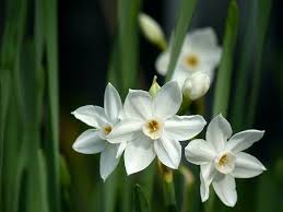 December Birth Flower Narcissus Holly Growing Family In 2020 Birth Flowers December Birth Flower Birth Month Flowers