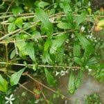 Image result for Turraea floribunda