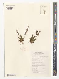 Image result for Bolusiella talbotii