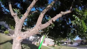 There's always been areas of the trunk where the bark appeared very rough, some of which would fall away from the trunk, but it would grow back and the next year the condition would occur again a little higher up the trunk. Trimming Small Chinese Pistache Youtube