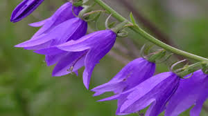 Check spelling or type a new query. Gardening Tips How To Grow Bellflower Campanula Youtube