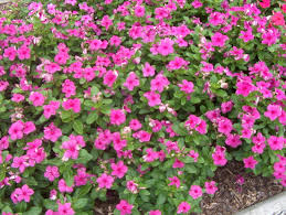 Image result for Catharanthus roseus