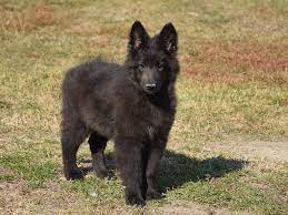 Belgian Sheepdog For Sale Belgian Sheepdog Puppies Sheep Dog Puppy Belgian Sheepdog Sheepdog