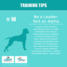 Training Tip 10 Focus On The Positive Training Tips Basic Dog Training Puppy Training Tips