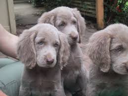 Long Haired Weimaraner Puppies Weimaraner Welpen Hunde Hunde Welpen