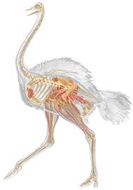 Which runs faster, the horse or the ostrich? Ostrich Skeleton Ostrich Neck Facts Dk Find Out