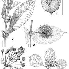 Image result for Stipularia africana