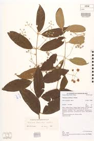 Image result for Monimiaceae