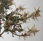 Image result for Englerina oedostemon